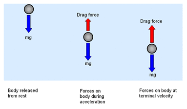 Free Body Diagram of Falling Object; the arrows label the direction of forces acting on the object